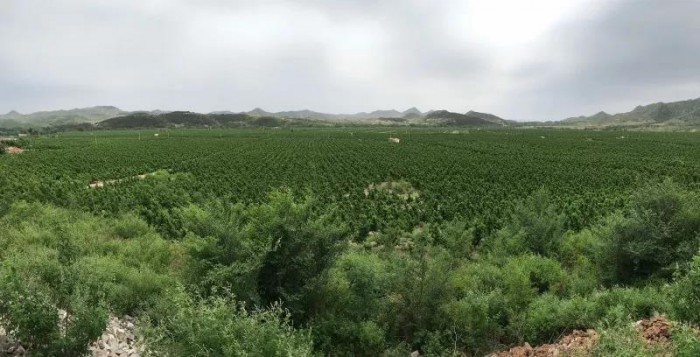 汇源果汁朱新礼：精准扶贫让辽西大地结出硕果