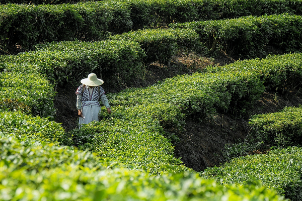 喜茶发布真茶标准 重申拒绝山茶花乌龙等香精茶的真品质原则